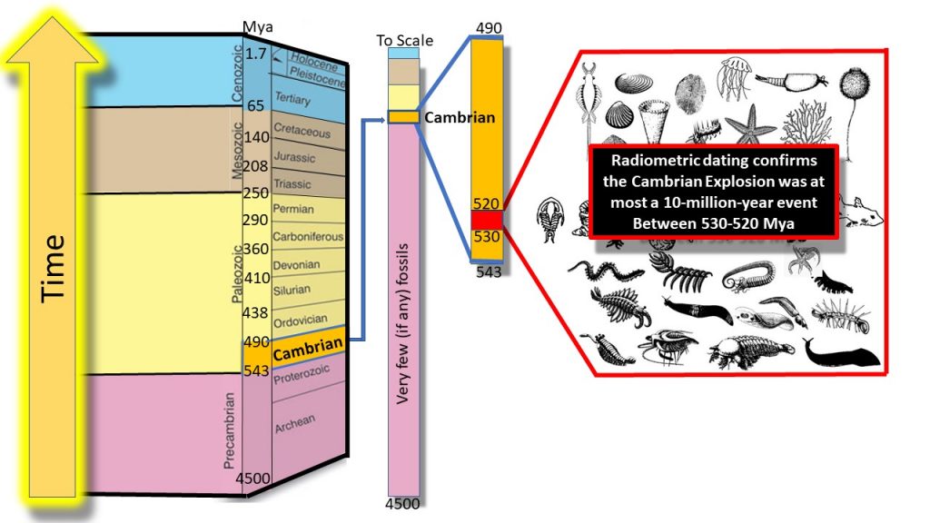 Cambrian Explosion